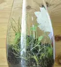 Make a Mini Biodome