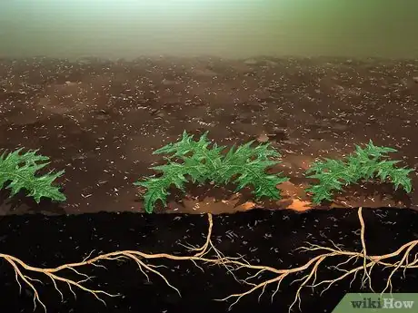 Image titled Root Out Thistles Step 11