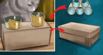 Keep a Cat's Mind Active