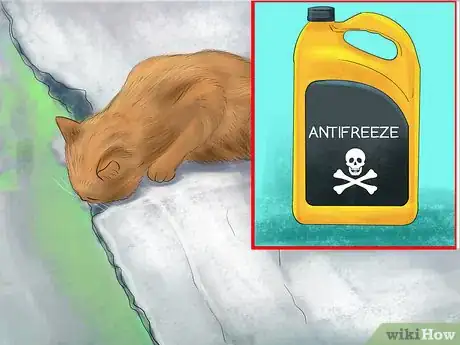 Image titled Get a Cat Used to Snow Step 9