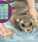 Care for a Ferret