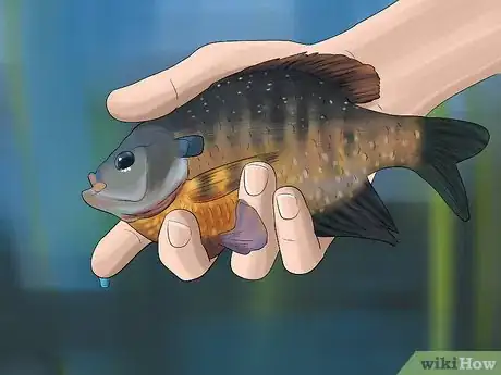 Image titled Catch Bluegill Step 16