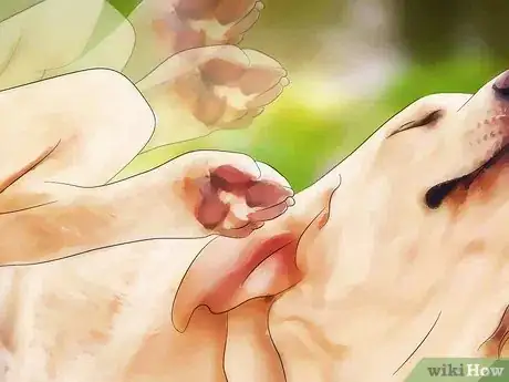 Image titled Prevent Canine Ear Mites Step 6