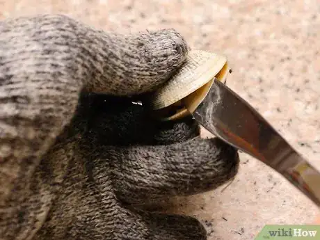 Image titled Shuck Clams Step 8