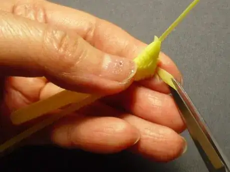 Image titled Shachi30_821.JPG