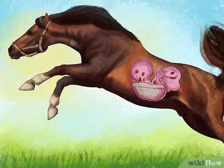 Image titled Spot Ulcer Symptoms in Horses Step 5