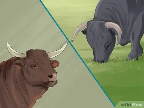 Image titled Identify Welsh Black Cattle Step 5