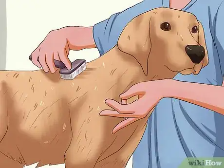 Image titled Solve Your Dog's Skin and Scratching Problems Step 4