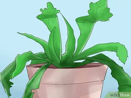 Image titled Grow Sarracenia (North American Pitcher Plants) Step 8