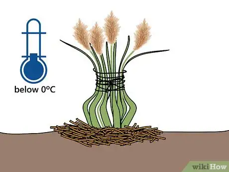 Image titled Grow Pampas Grass Step 14