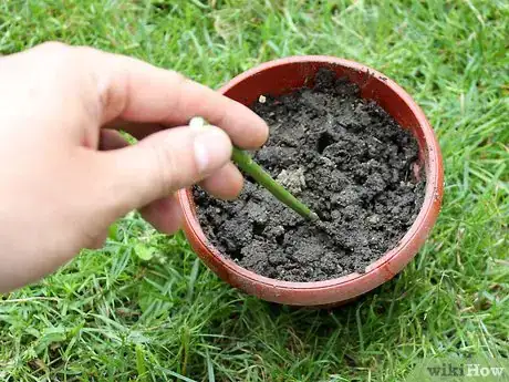 Image titled Grow Catmint from Cuttings Step 10