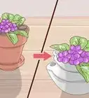 Grow African Violets