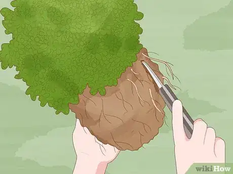 Image titled Grow Boxwood Shrubs Step 13