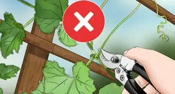Prune Cucumber Plants