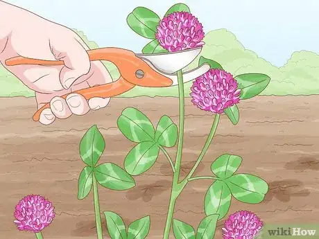 Image titled Grow Red Clover Step 9