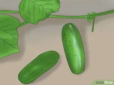 Image titled Grow Cucumbers in Pots Step 1