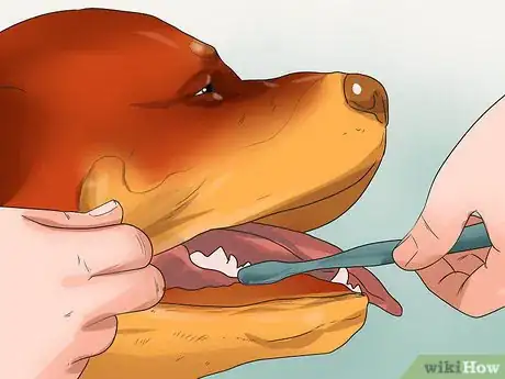 Image titled Prevent Canine Periodontal Disease Step 3