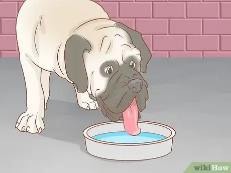 Image titled Care for an English Mastiff Step 10