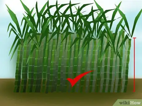 Image titled Harvest Sugar Cane Step 8