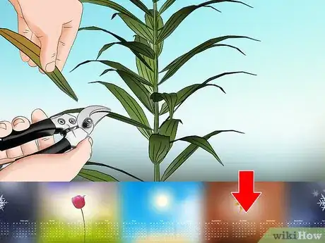 Image titled Grow Tiger Lilies Step 12