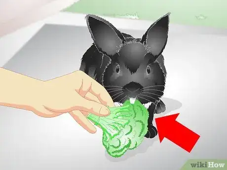 Image titled Keep Your Rabbit Slim Step 9