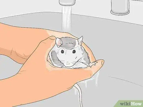 Image titled Reduce Rat Odor Step 4