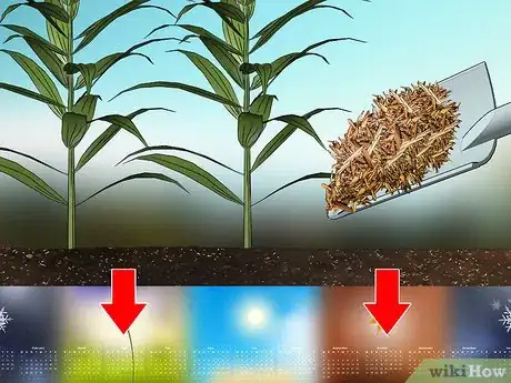 Image titled Grow Tiger Lilies Step 11