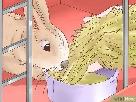 Image titled Treat Diarrhea in Rabbits Step 8
