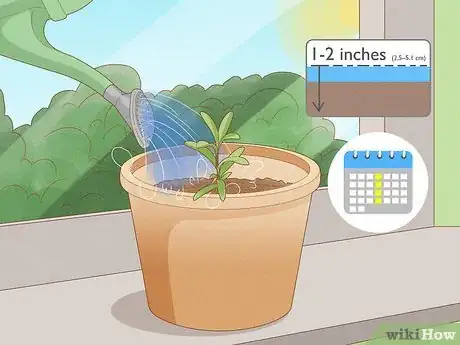 Image titled Grow Sweet Alyssum Step 9