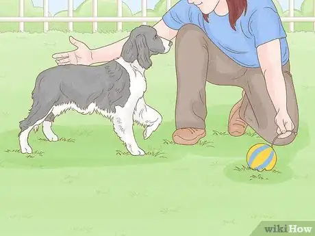 Image titled Identify an English Springer Spaniel Step 14