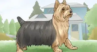 Identify a Silky Terrier