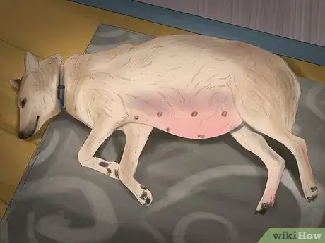 Image titled Prevent Ascarids in Dogs Step 8