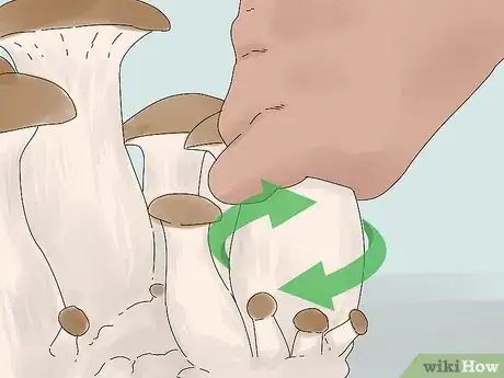 Image titled Grow King Oyster Mushrooms Step 15