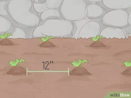 Image titled Grow Feverfew Step 6