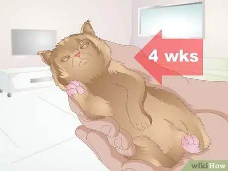 Image titled Choose Food for a Kitten Step 1