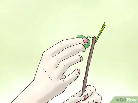 Image titled Plant Confederate Jasmine Step 2