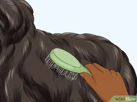 Image titled Identify a Briard Step 10