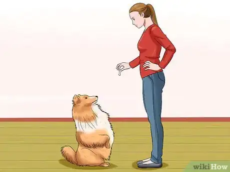 Image titled Care for Shelties Step 21