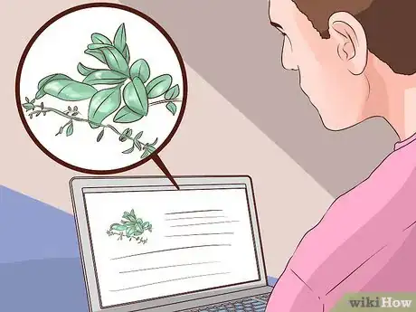 Image titled Use Herbs to Treat the Flu Step 7