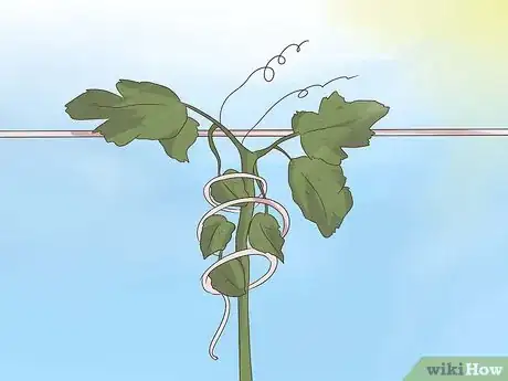 Image titled Prune Grape Vines Step 8