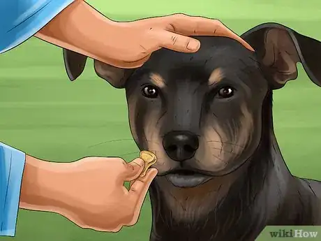 Image titled Train a Manchester Terrier Step 17