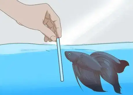 Image titled BettaBettaBetta