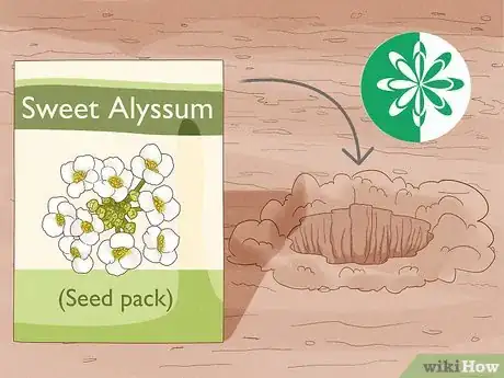 Image titled Grow Sweet Alyssum Step 1