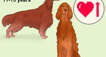 Identify an Irish Setter