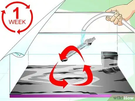 Image titled Make a Female Betta Community Step 11