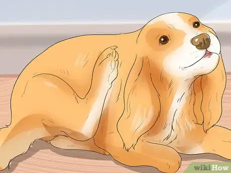 Image titled Diagnose Ear Infections in Cocker Spaniels Step 1
