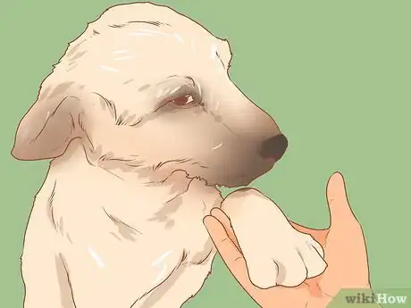 Image titled Train a Rescue Dog Step 3