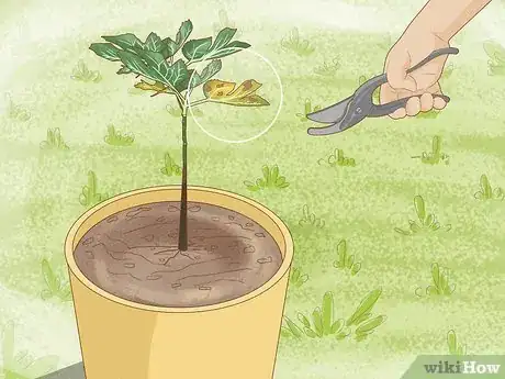 Image titled Grow Figs in Pots Step 10