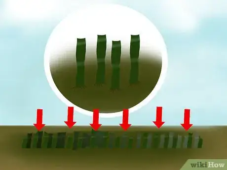 Image titled Harvest Sugar Cane Step 7