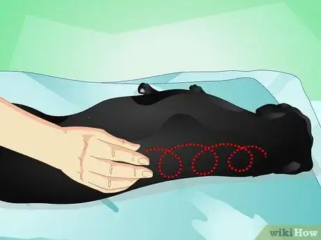 Image titled Give Your Dog a Massage Step 4